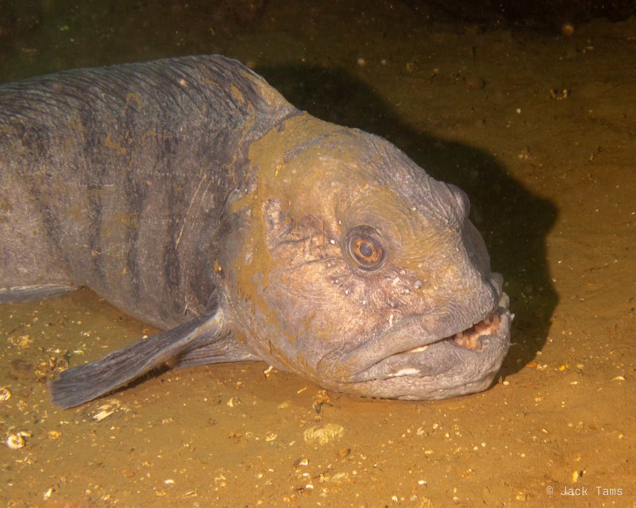Wolffish
