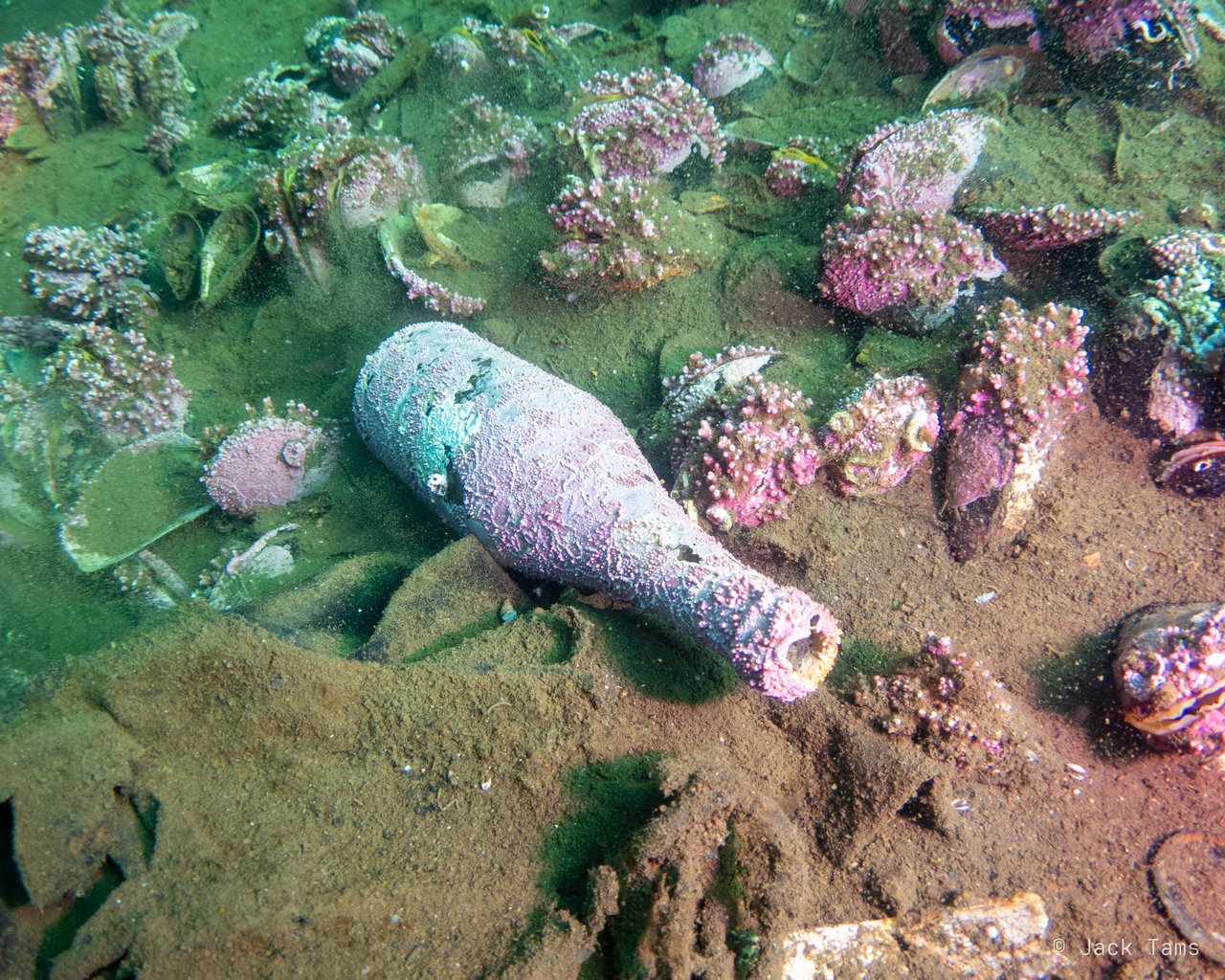 Bottle and anemones