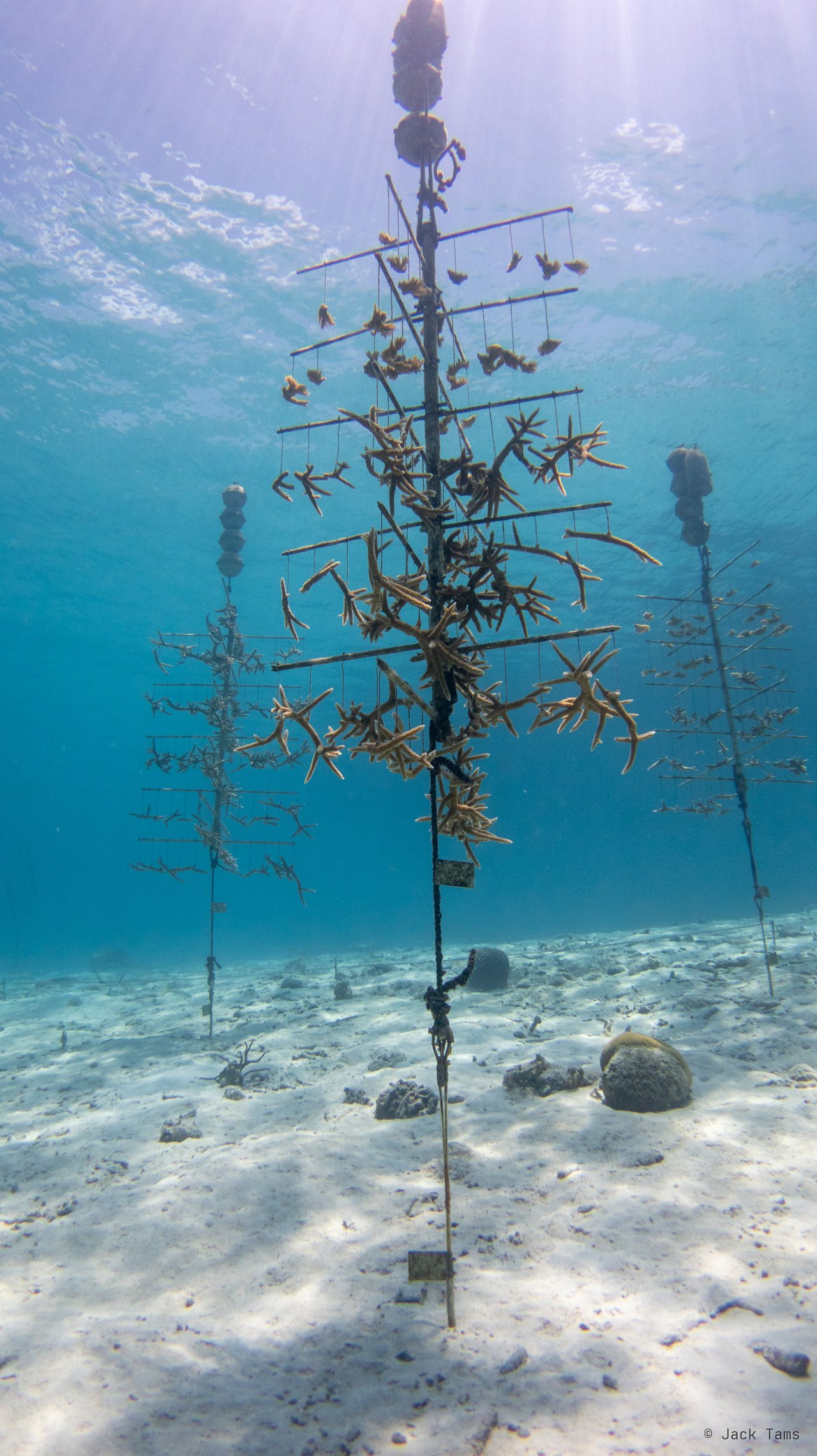 Coral nursery