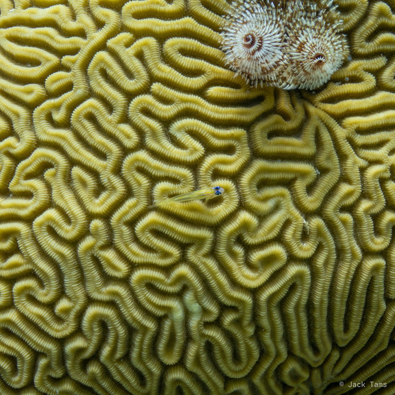Brain coral