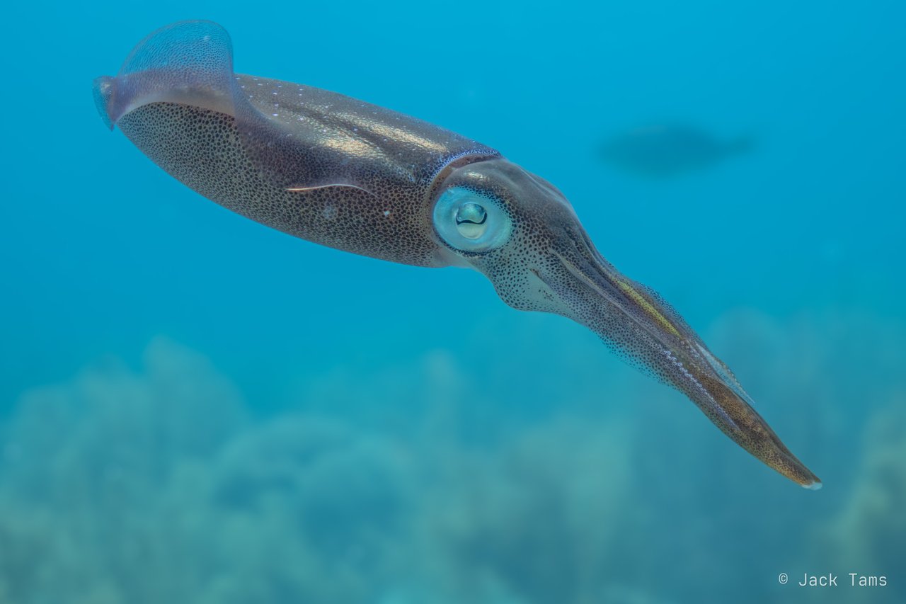Reef squid