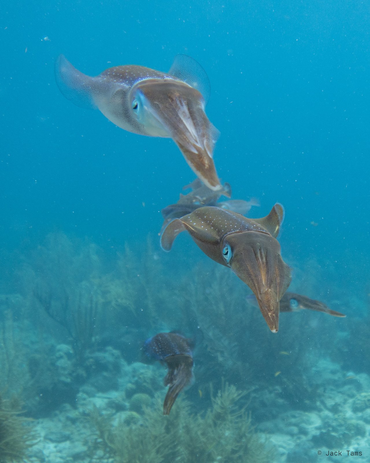 Squid trio