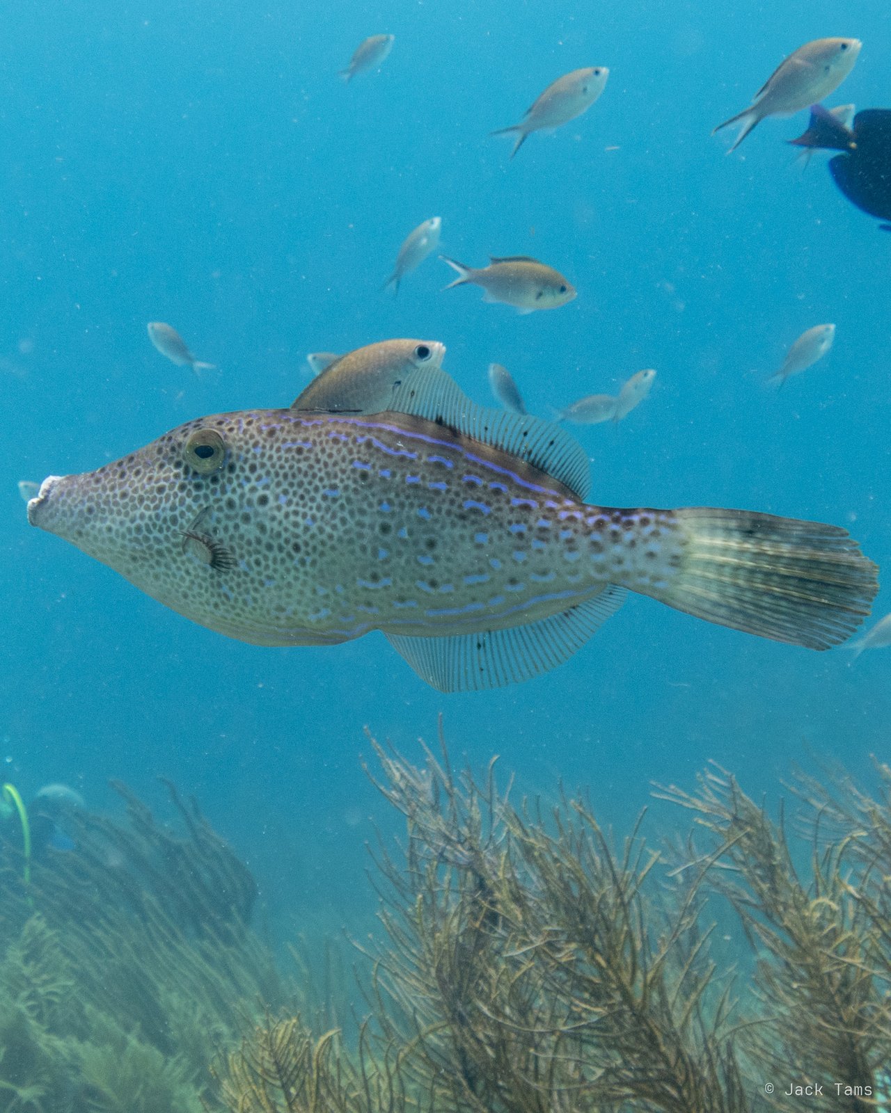 Filefish