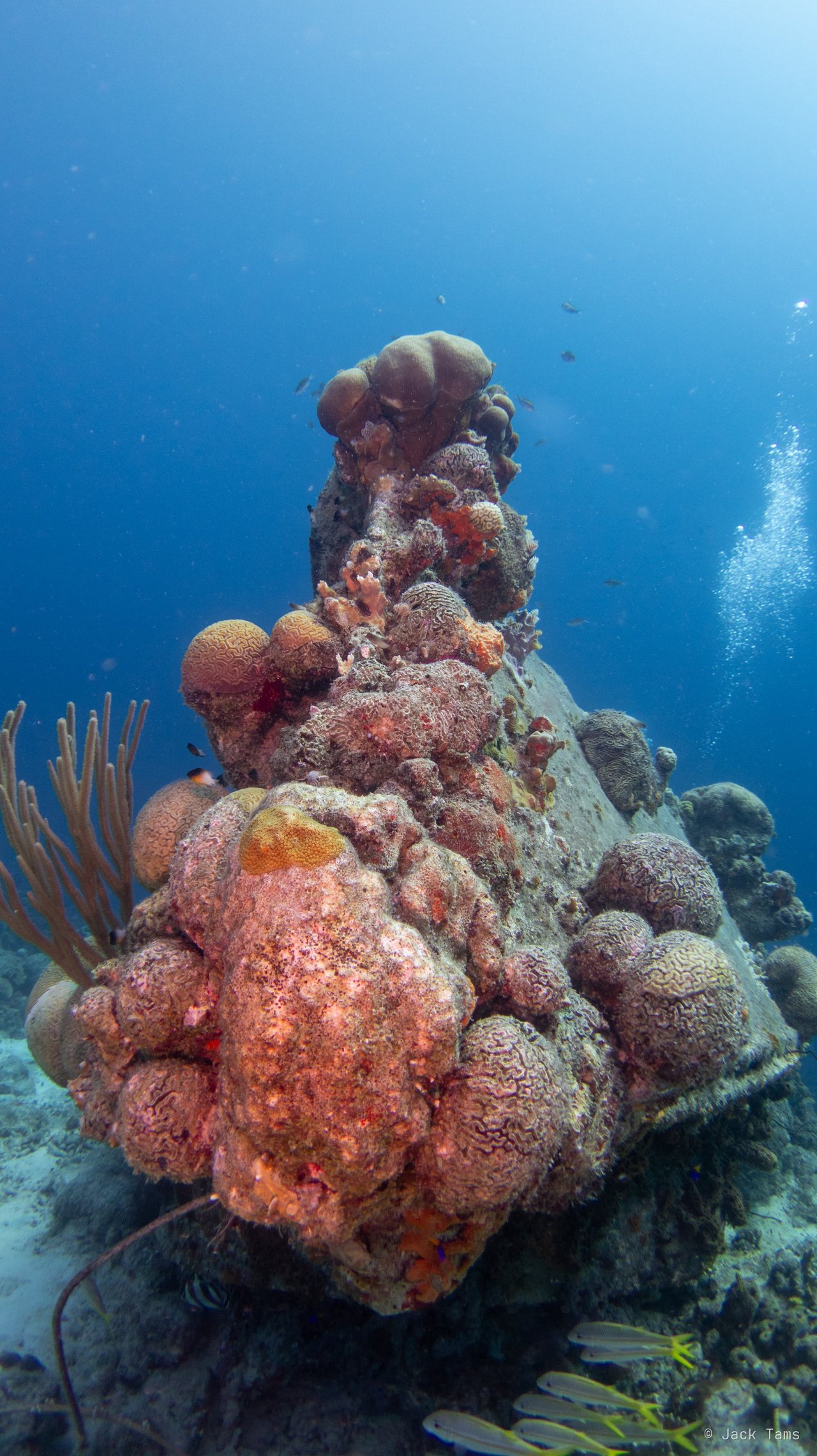 Coral head