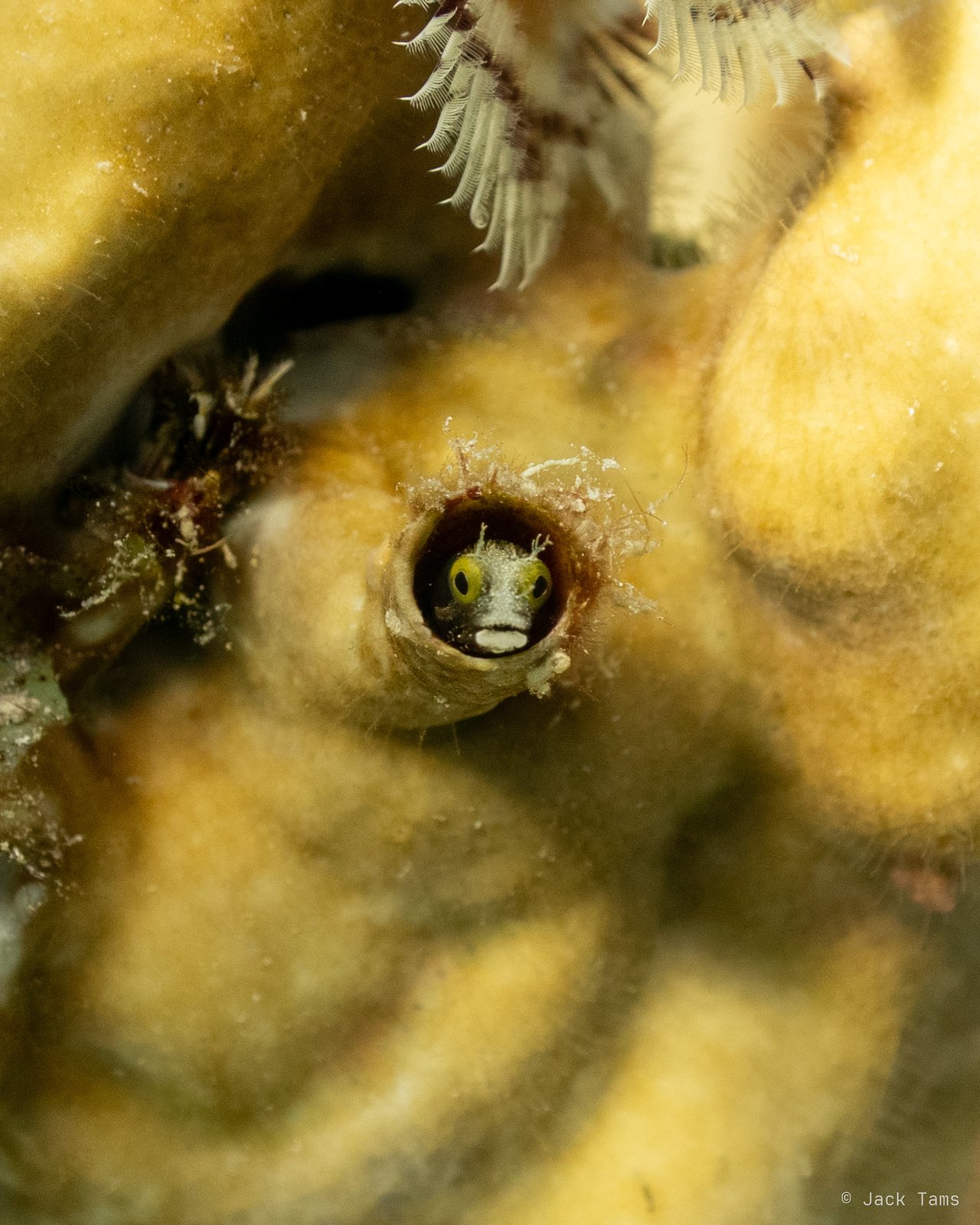 Blenny