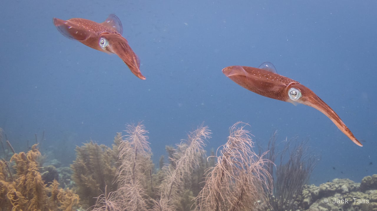 Reef squid