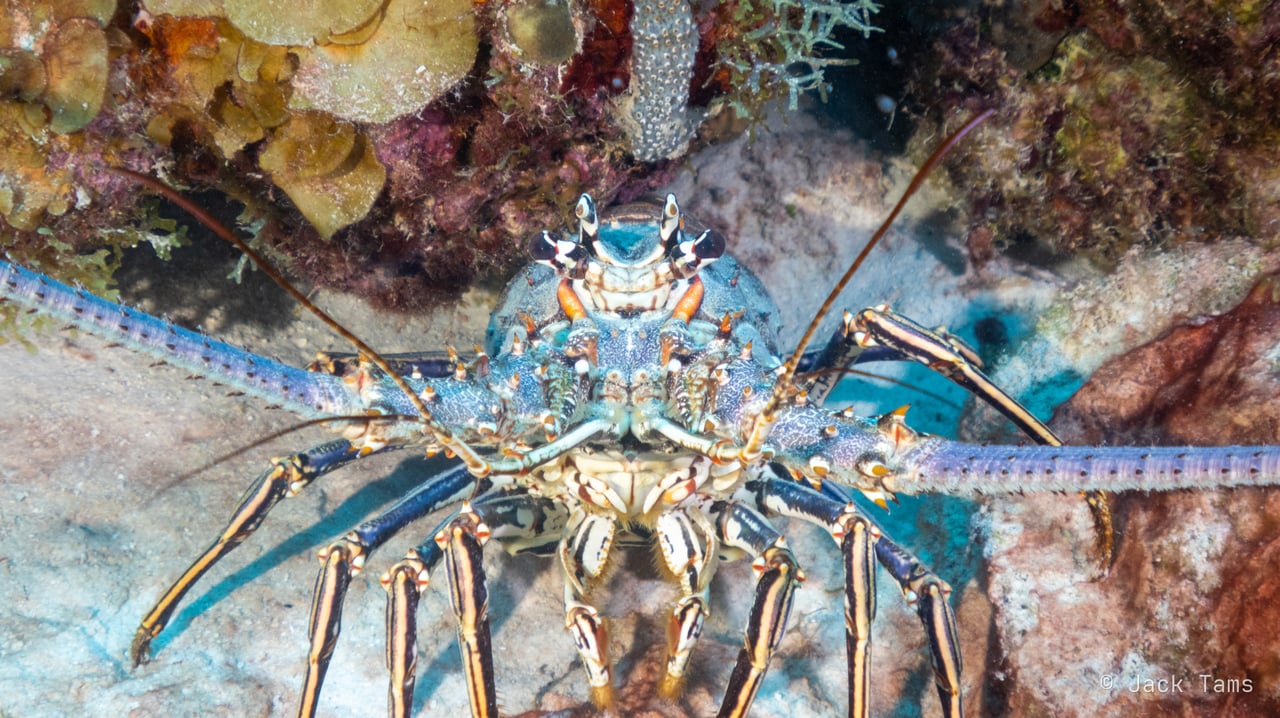Spiny lobster