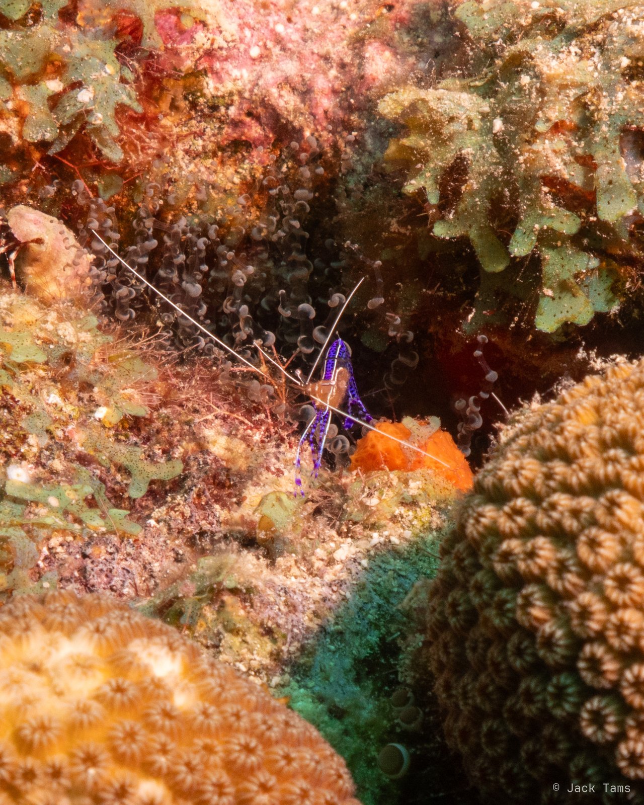 Cleaner shrimp