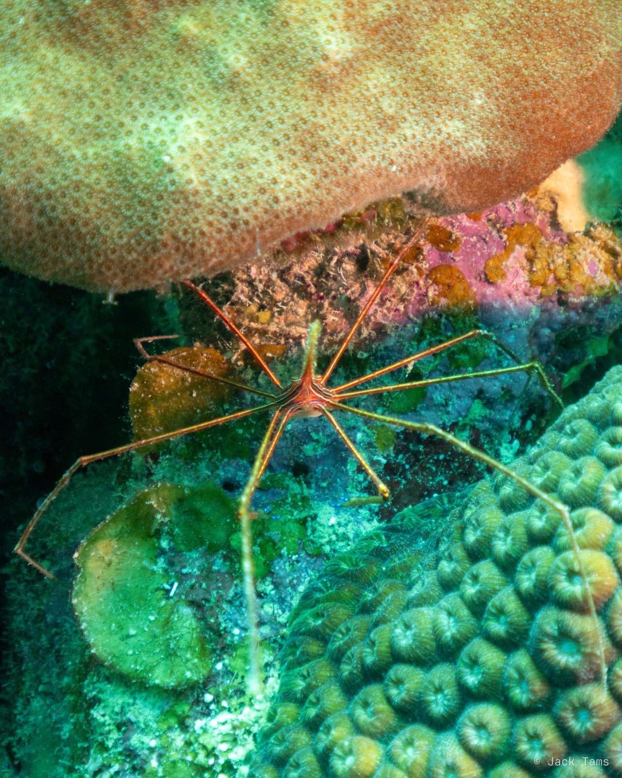 Arrow crab