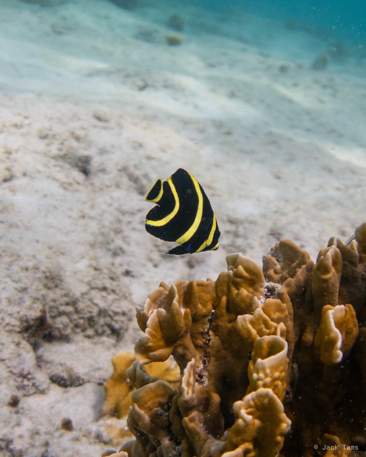 Juvenile angelfish