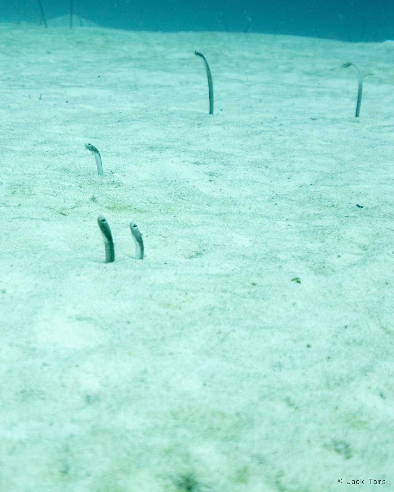 Garden eels