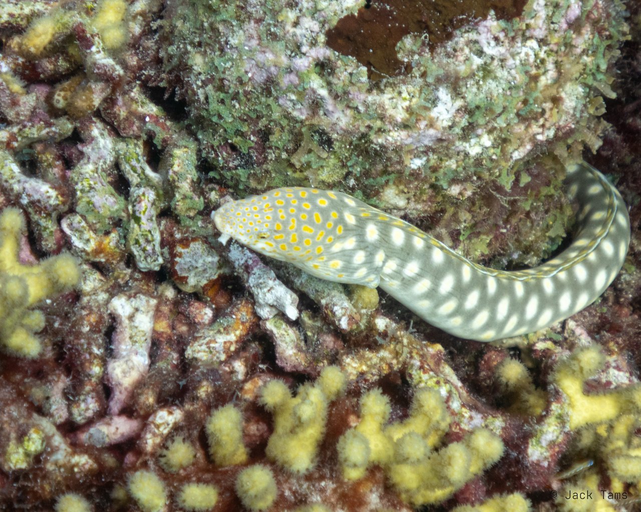 Moray