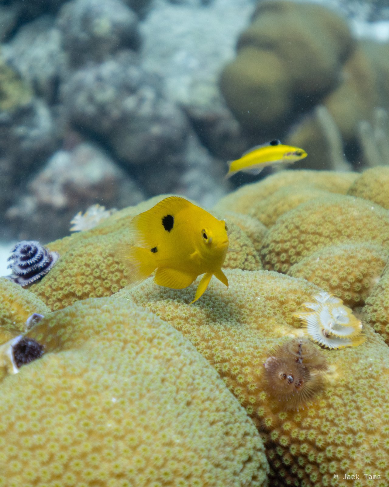 Juvenile trunkfish