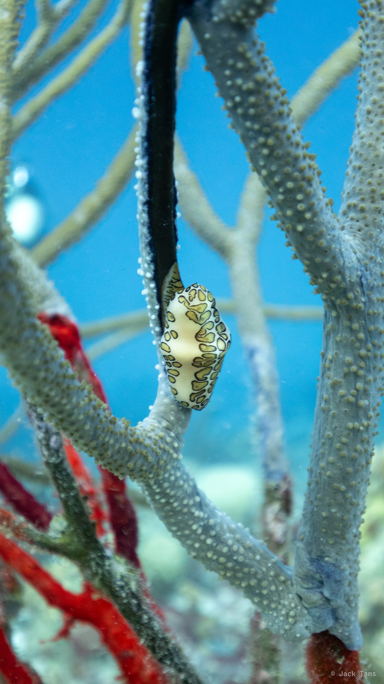 Flamingo tongue