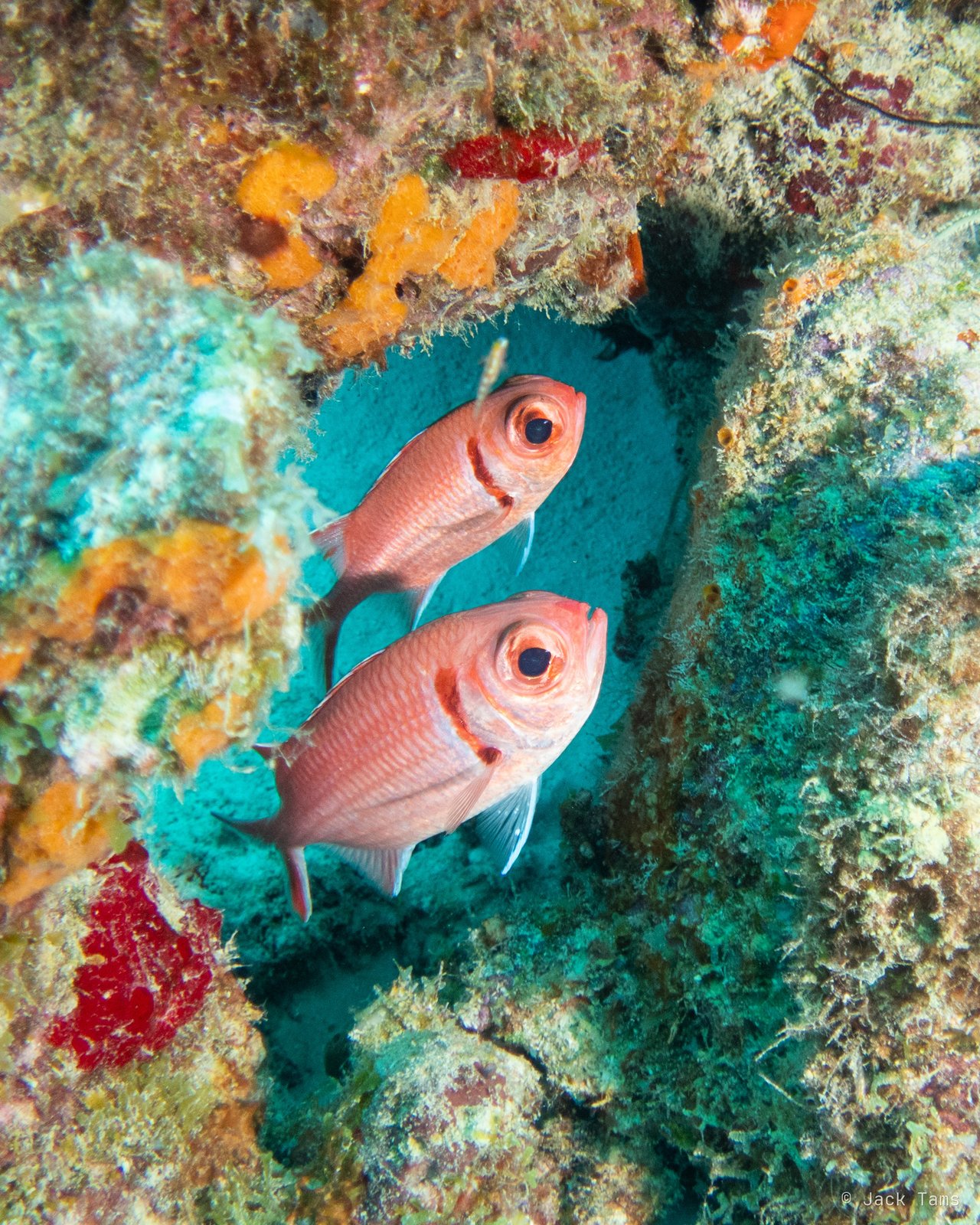 Soldierfish