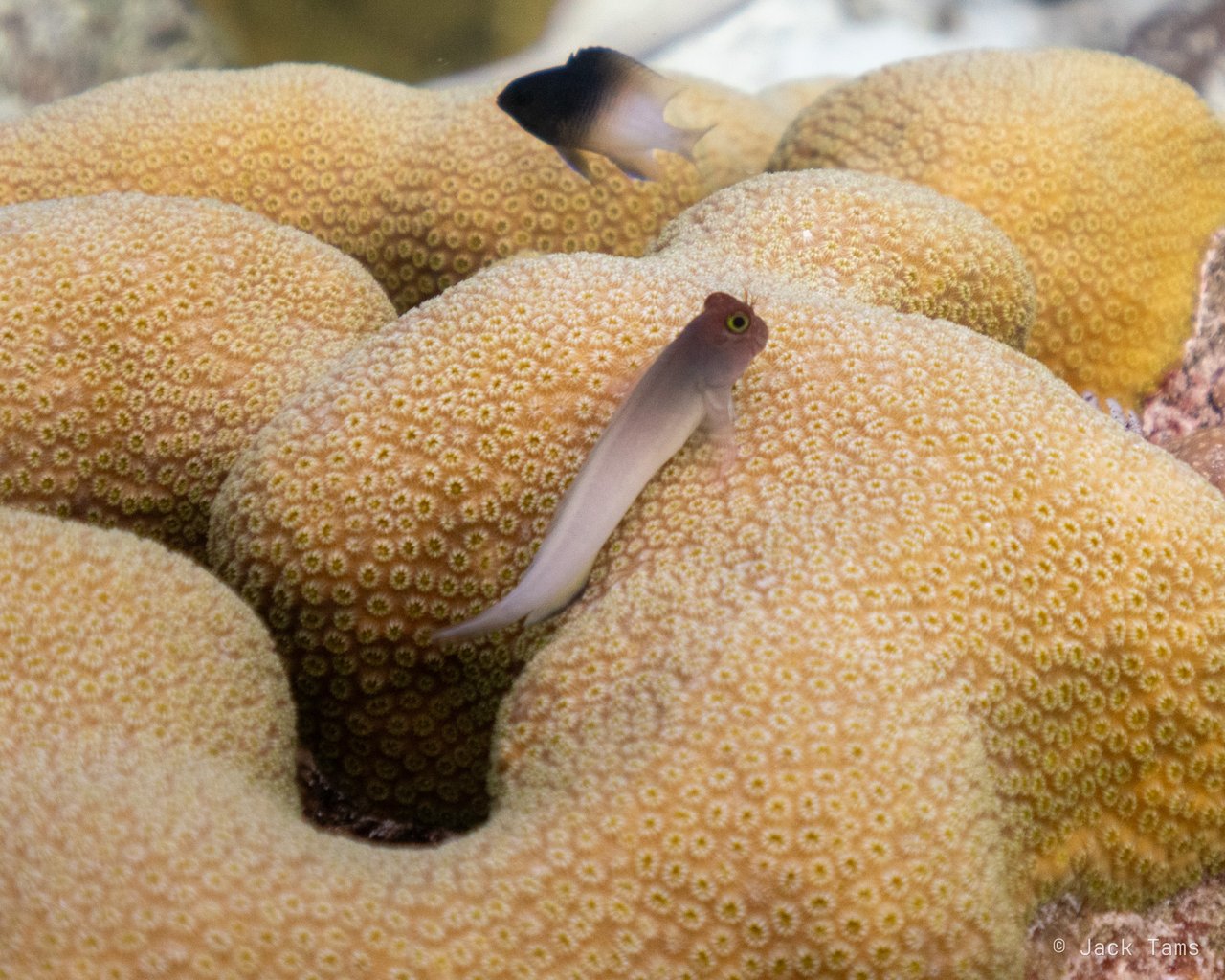 Blenny on the coral