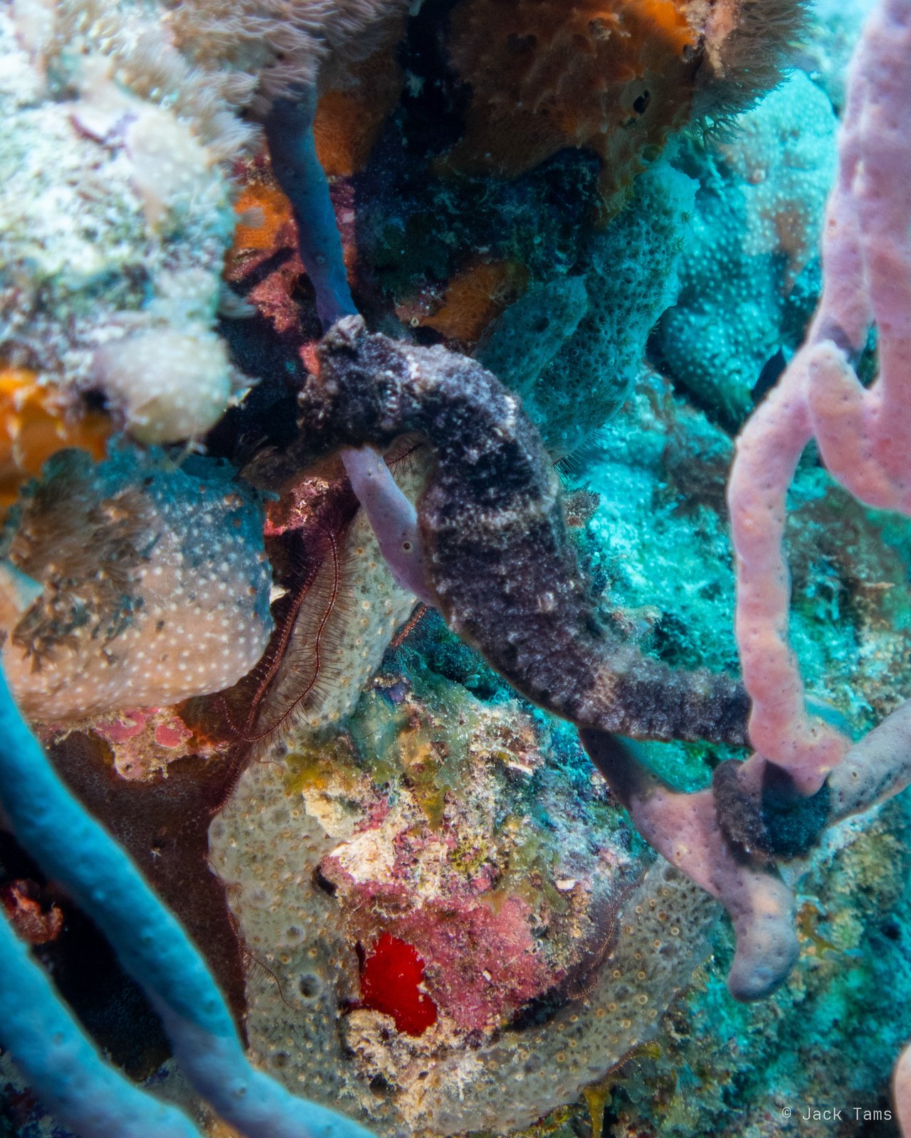 Seahorse
