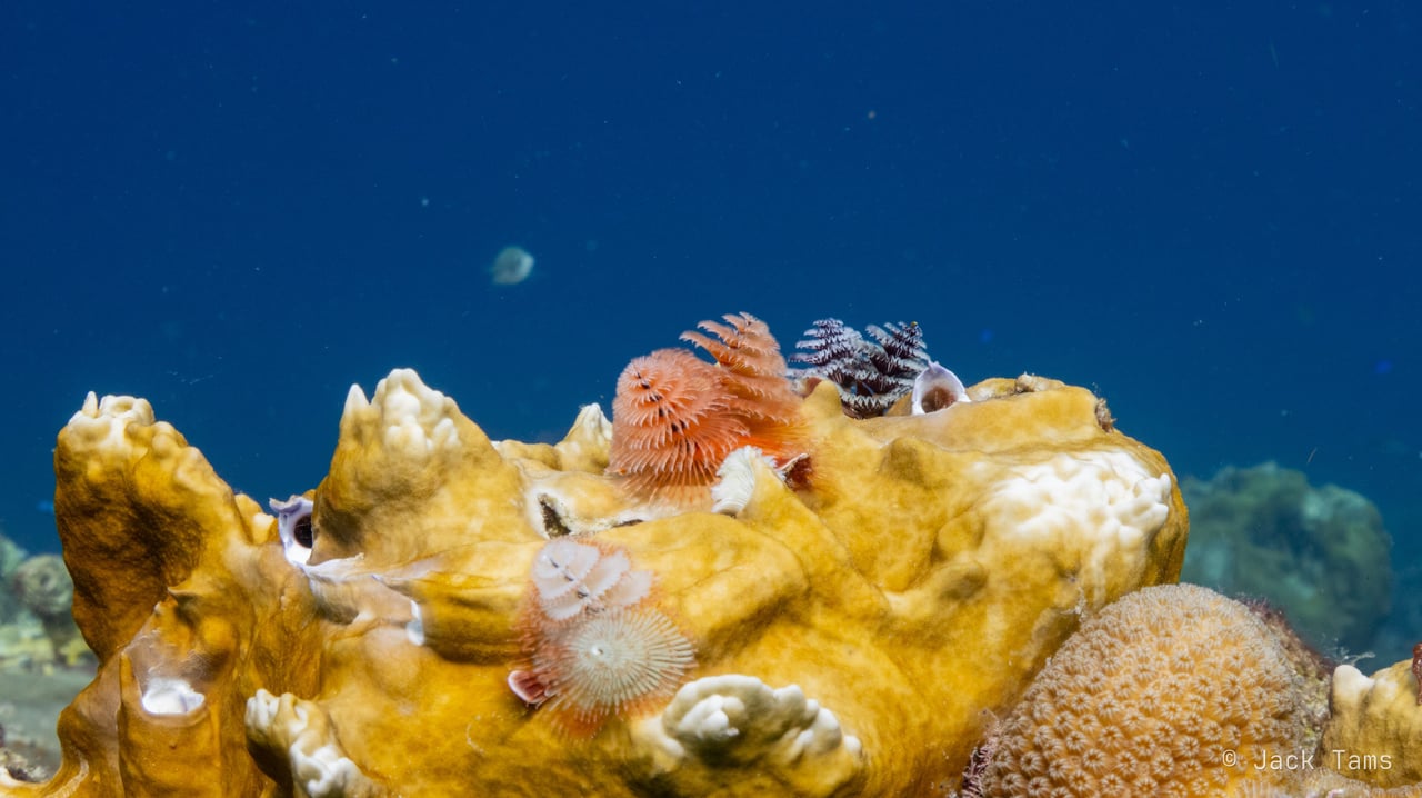 Christmas tree worms