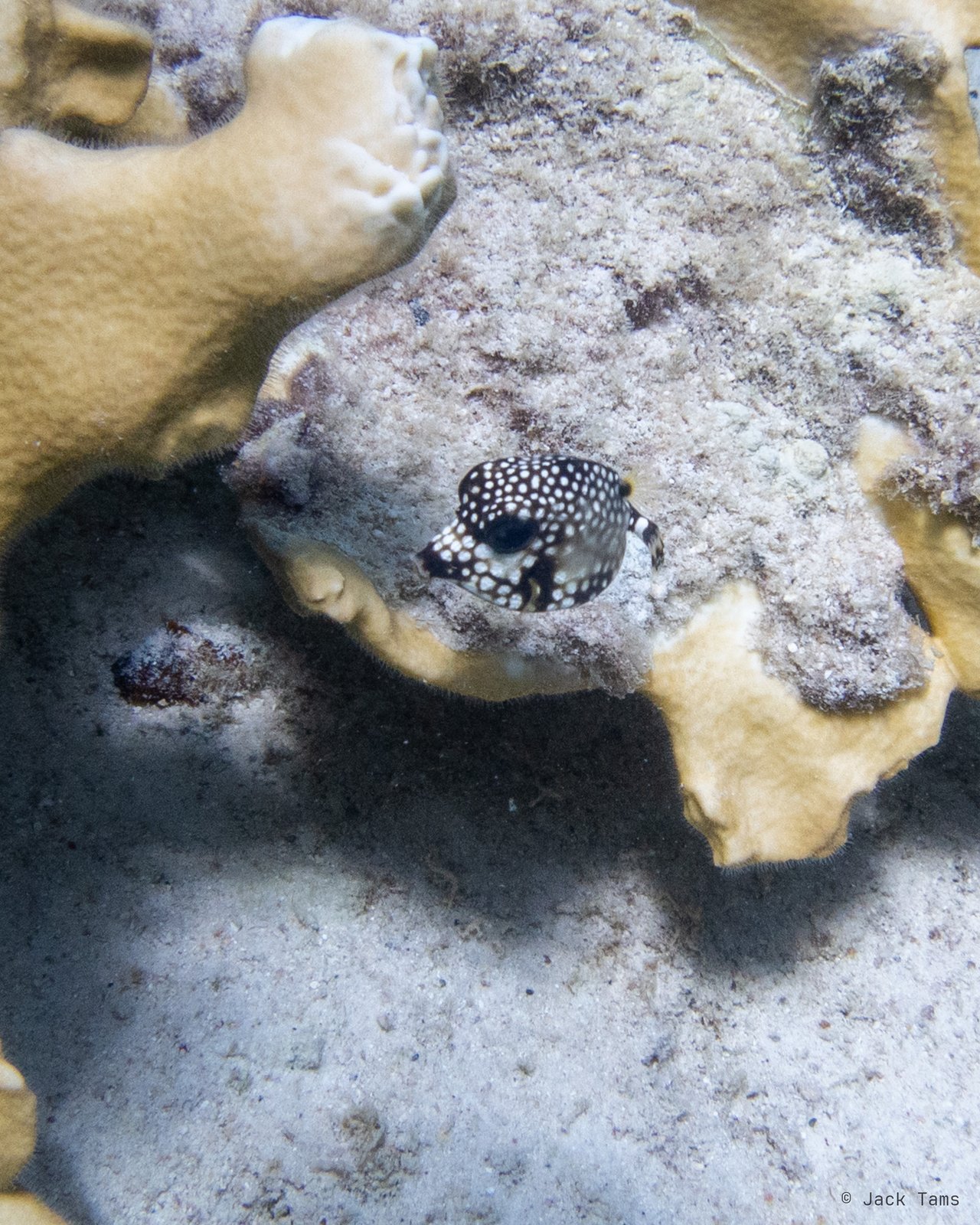 Spotted trunkfish