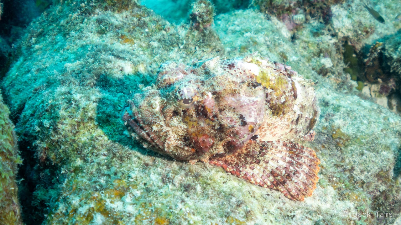 Scorpionfish