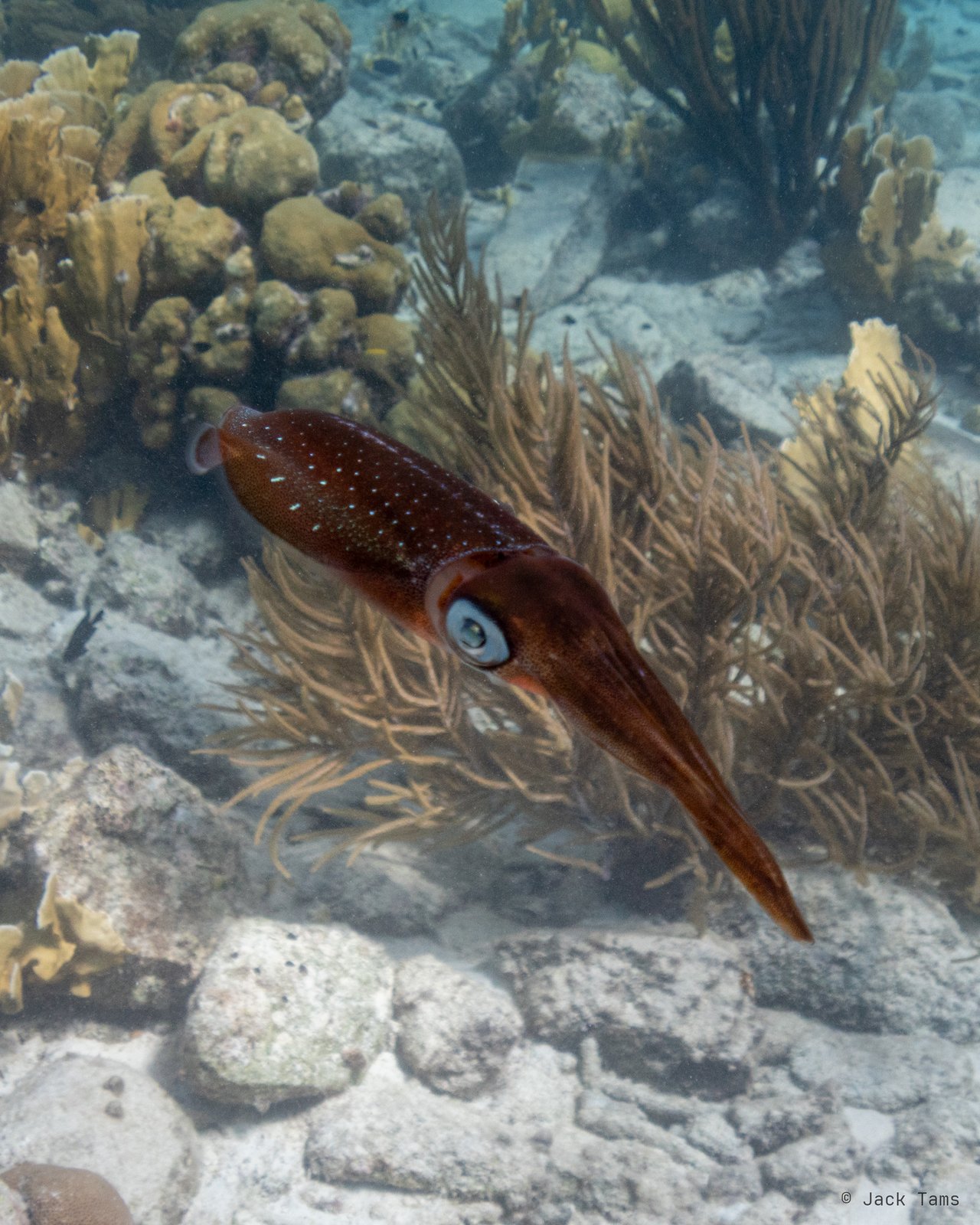 A reef squid over the shallows.