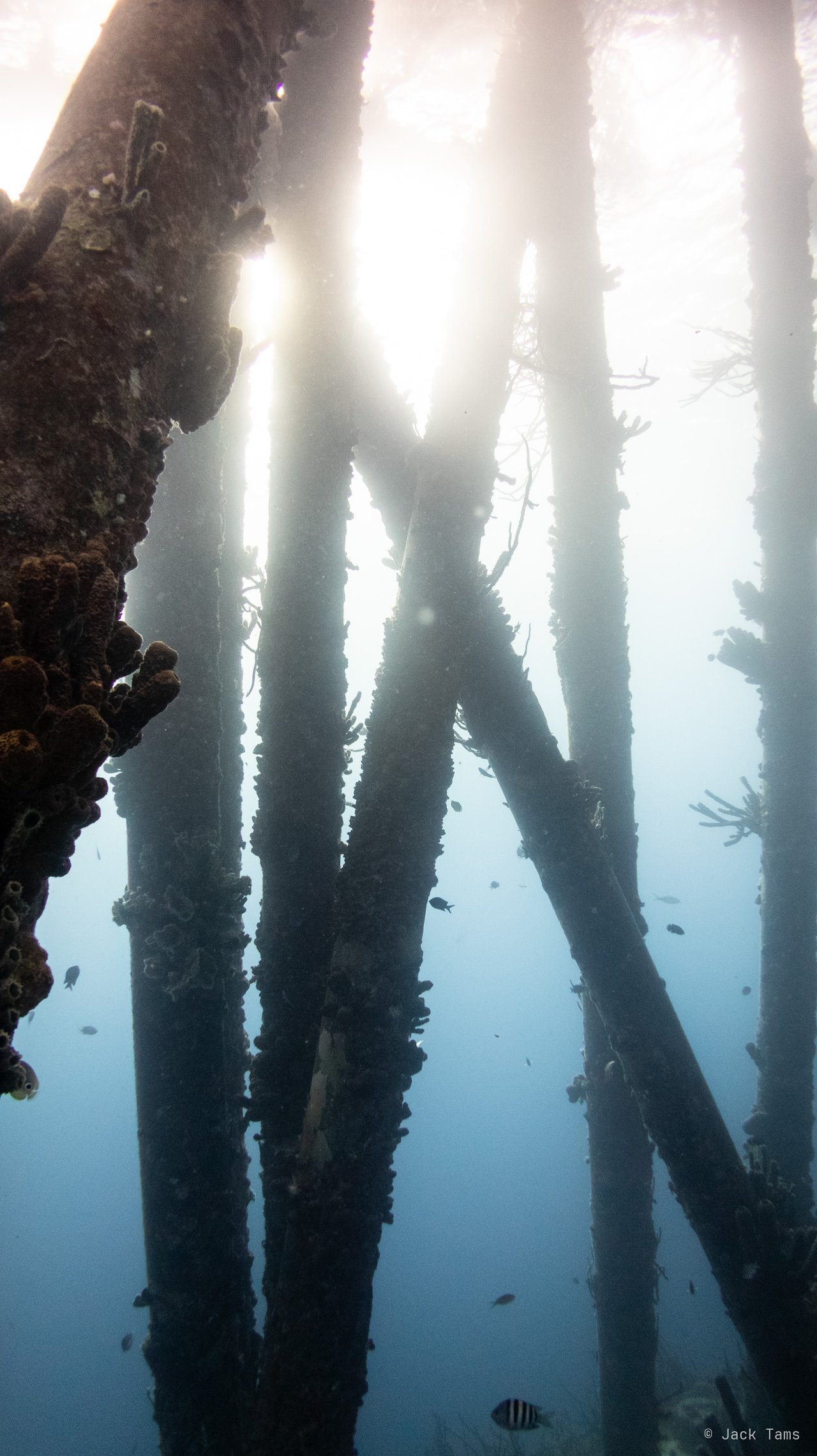 Looking up through the Salt Pier's pilings into the late-afternoon light.