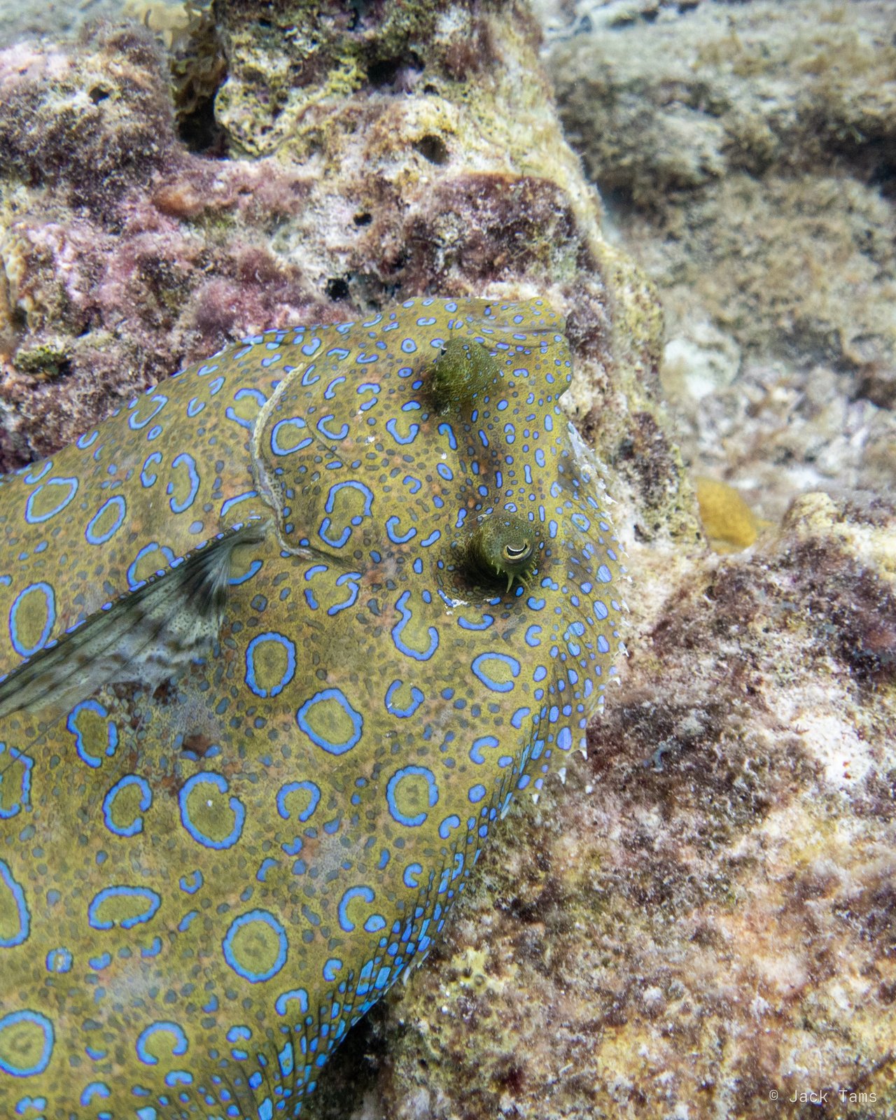 Flounder close up