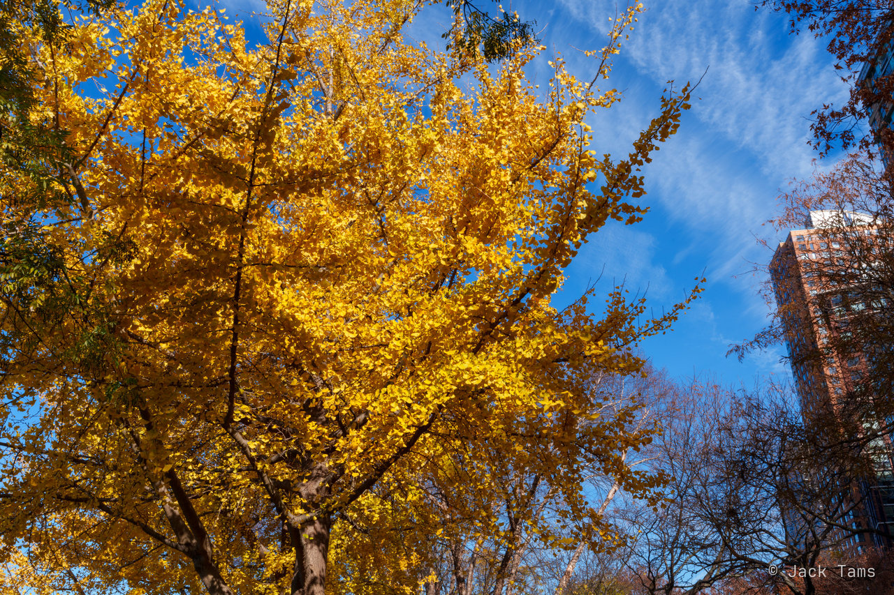 Ginkgo