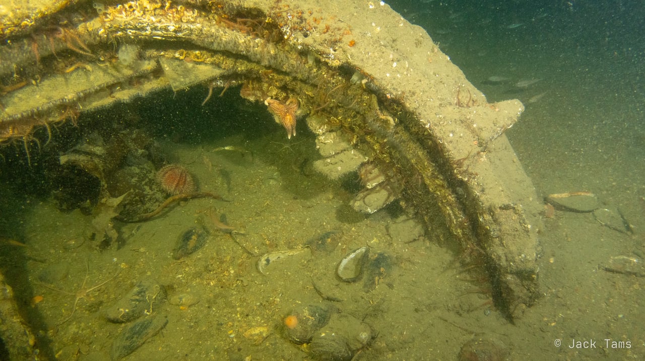 Curved steel and scallop shells on the bottom.