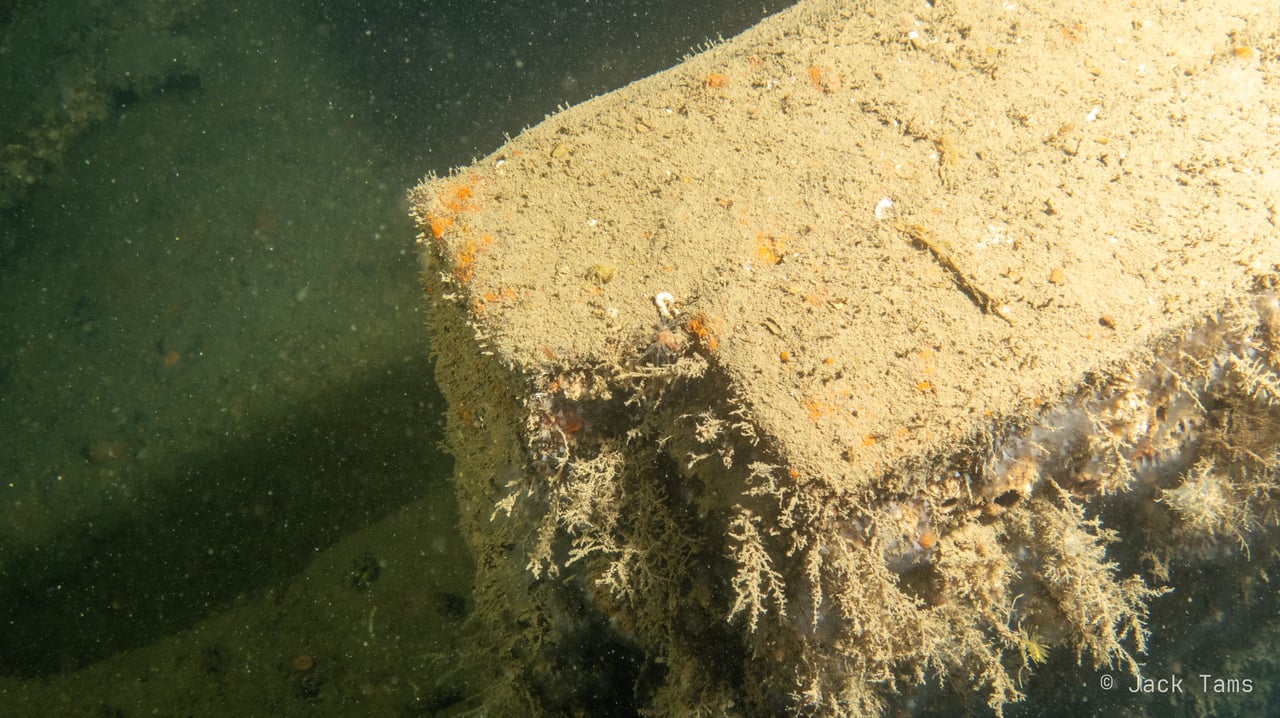 A slab of armour plate, furred with growth.