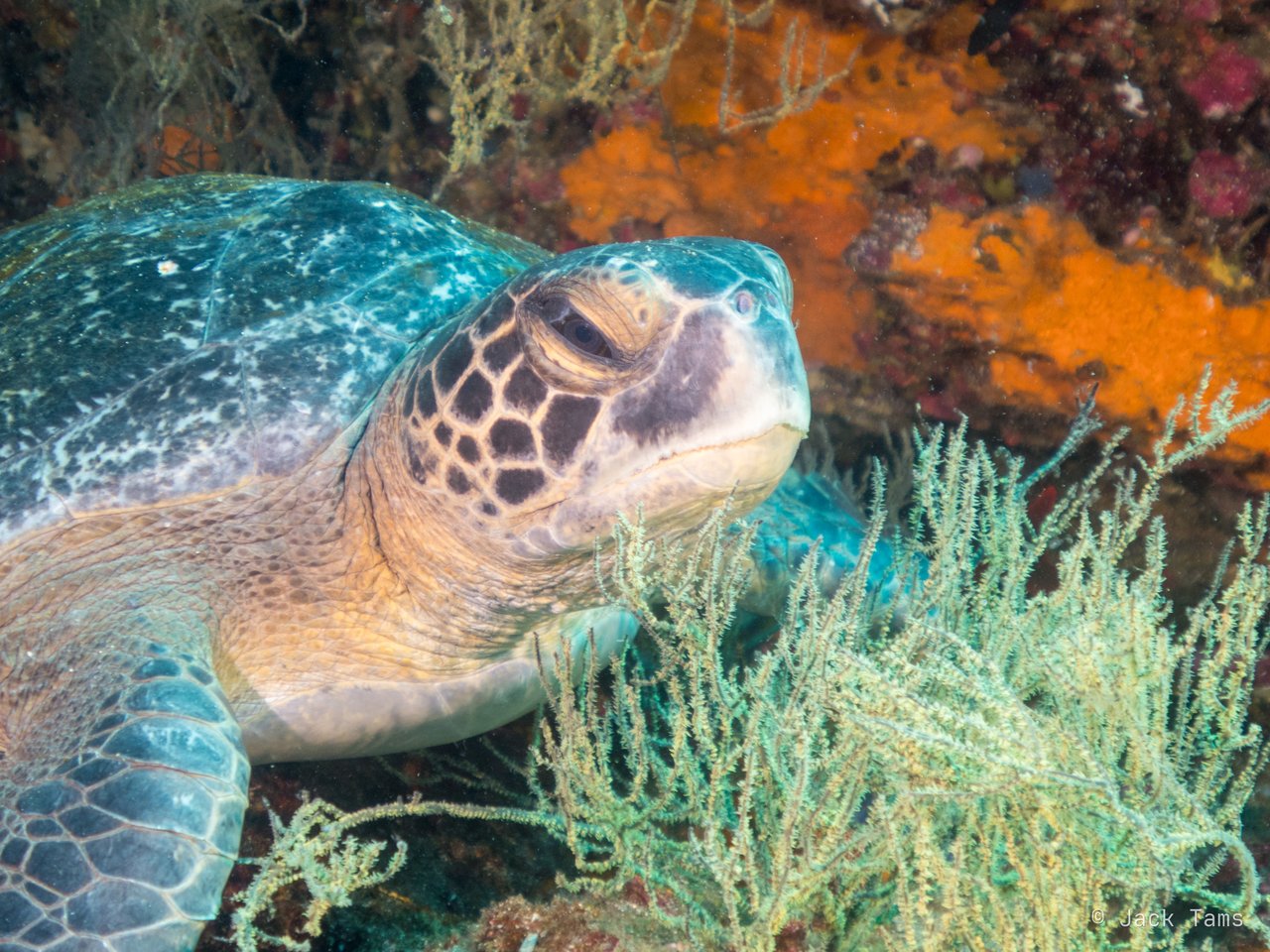Green turtle