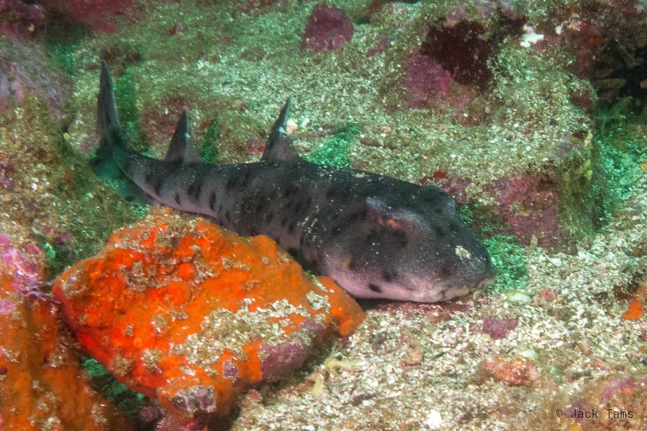 Bullhead shark