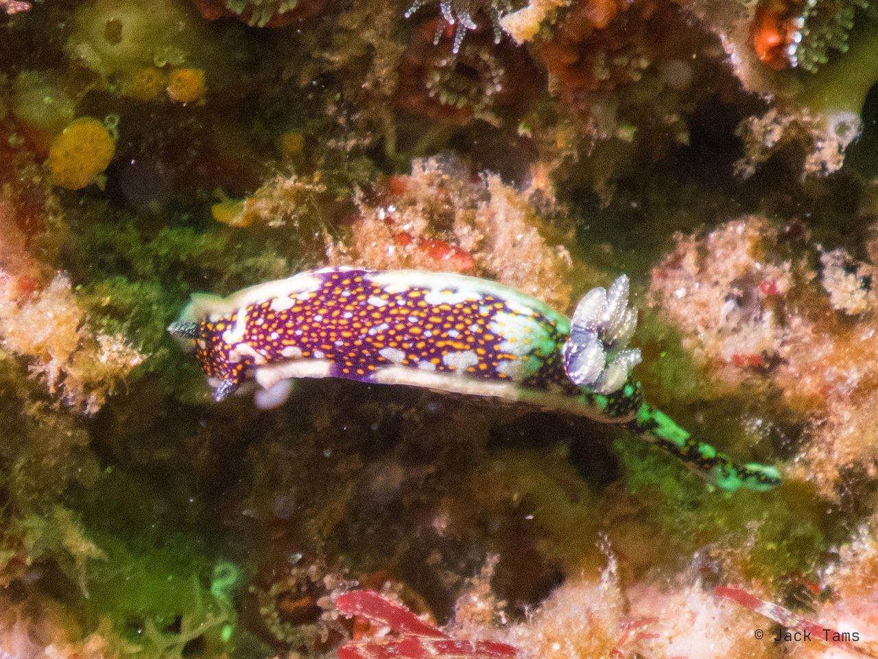 Nudibranch