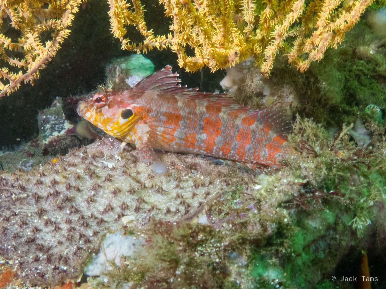 Hawkfish