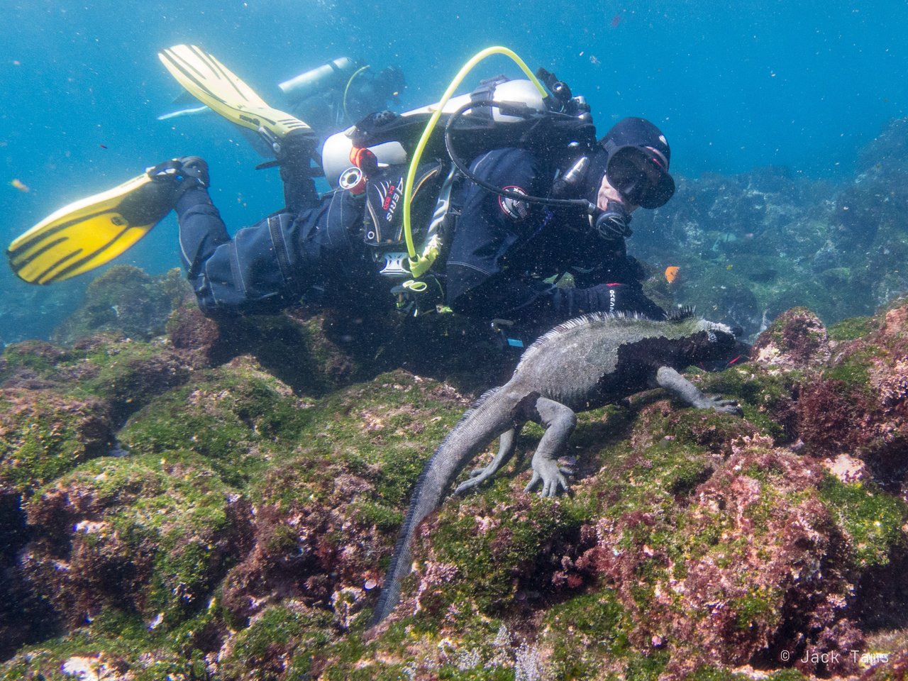 Iguana and diver