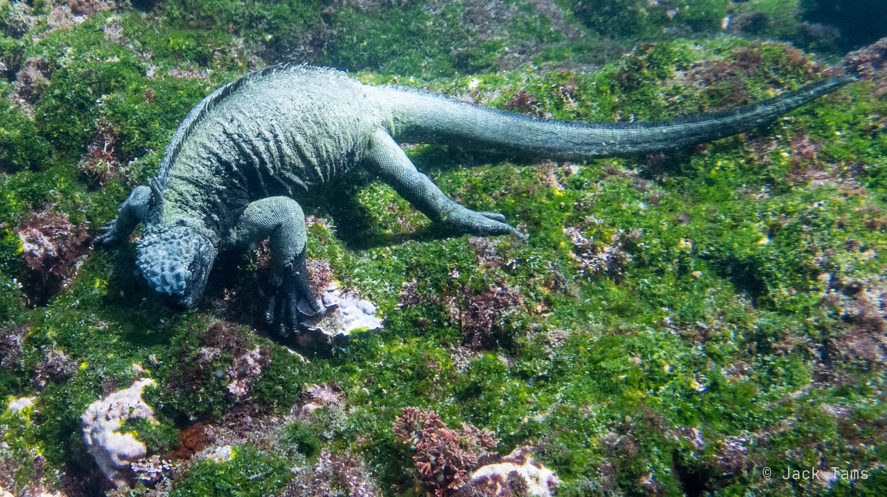 Marine iguana