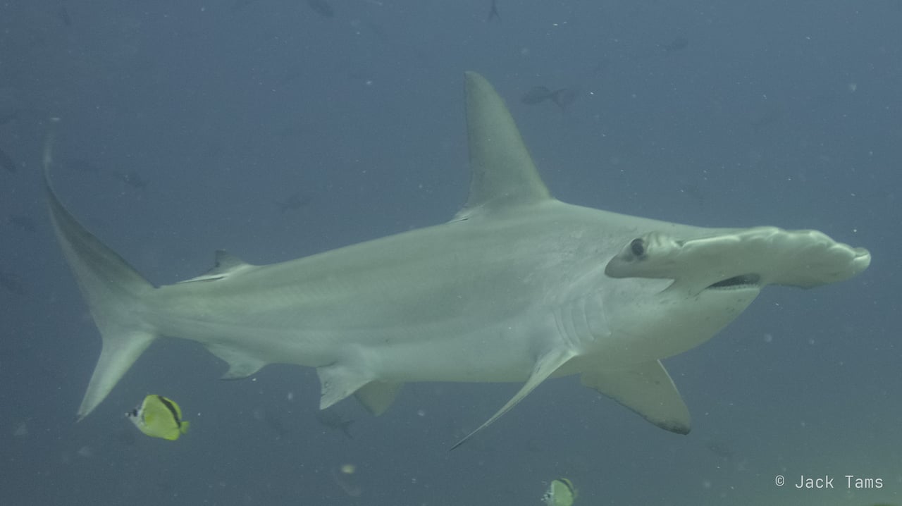 Hammerhead
