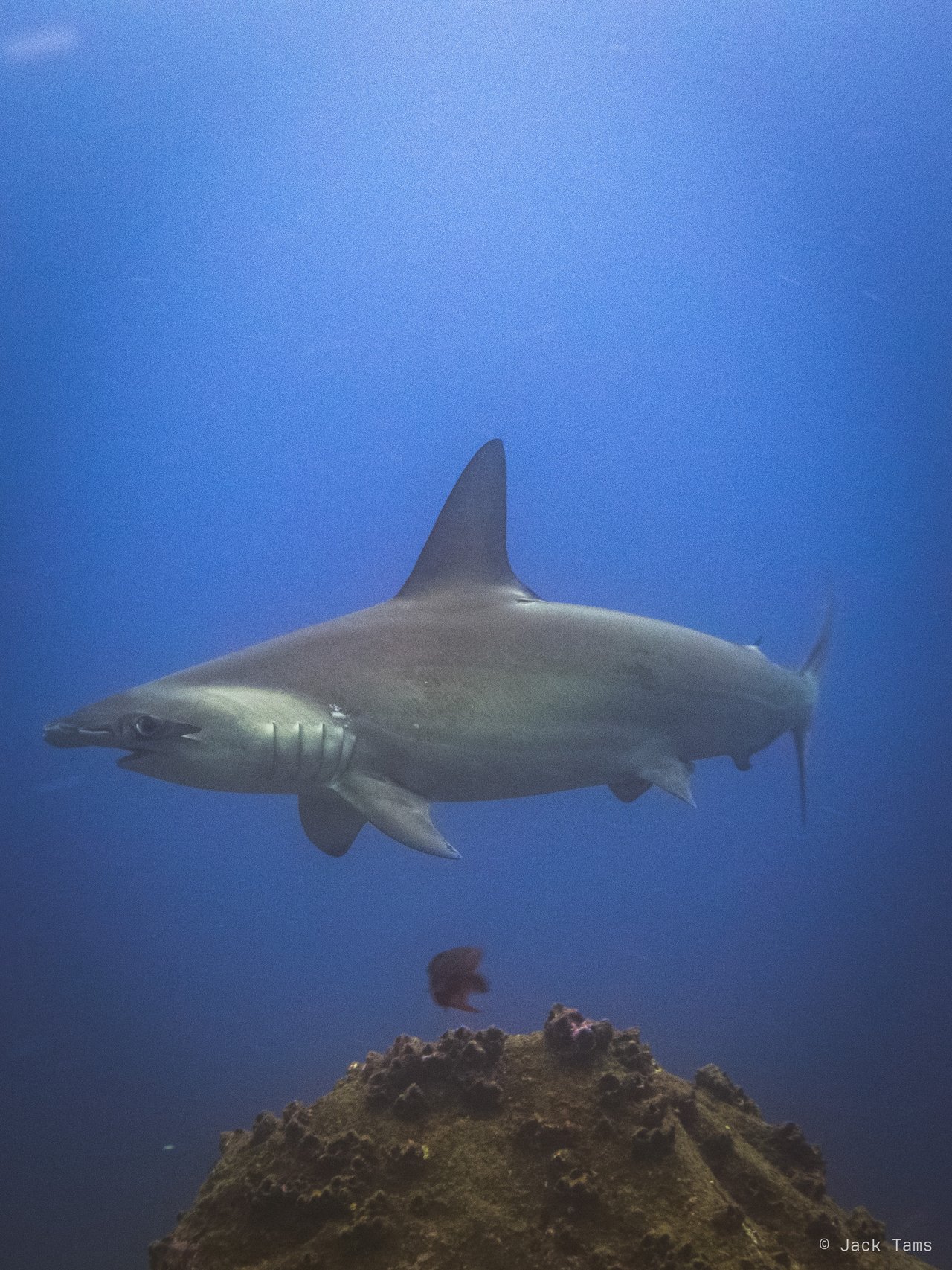 Galápagos shark
