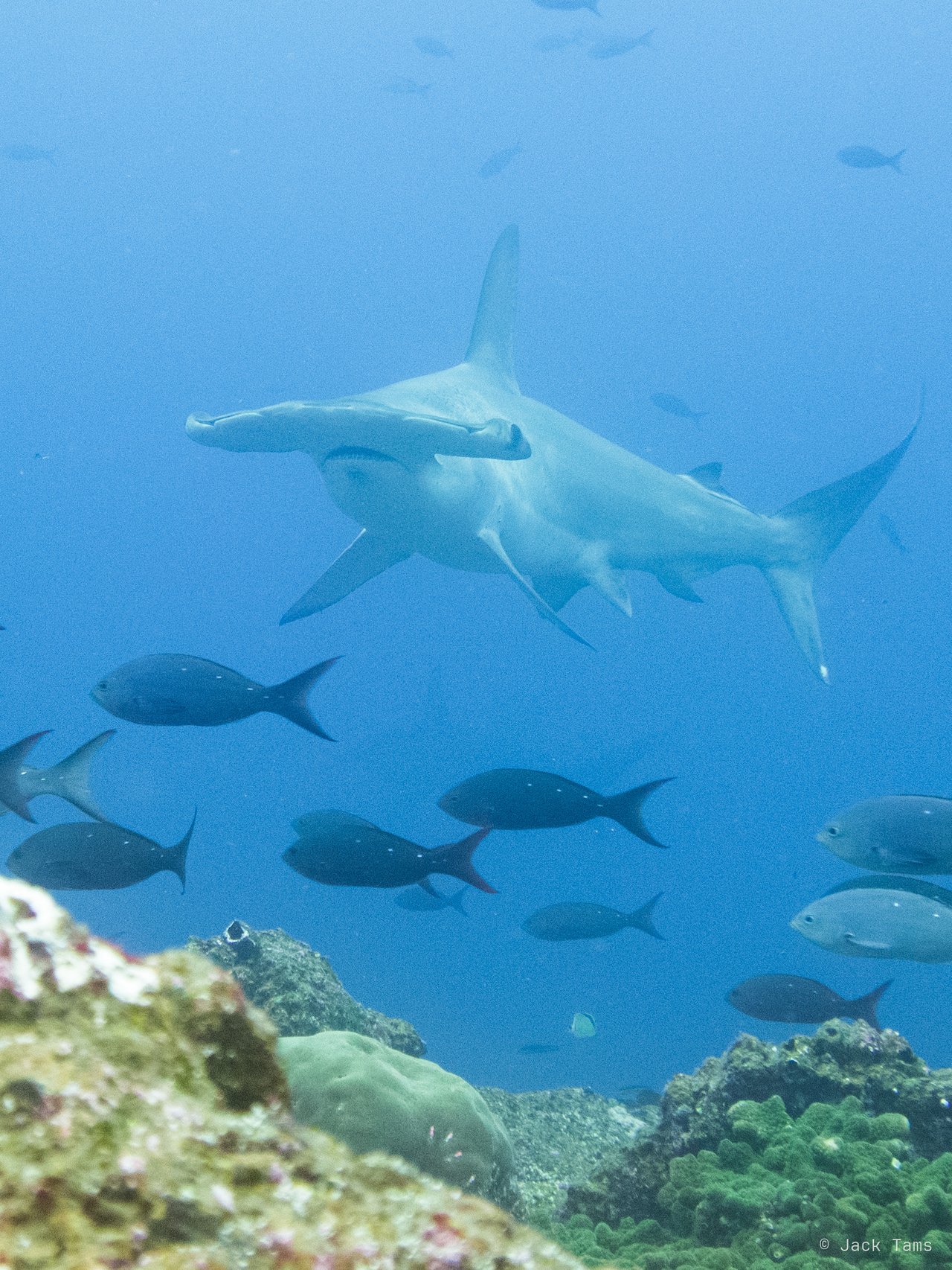 Hammerhead and jacks