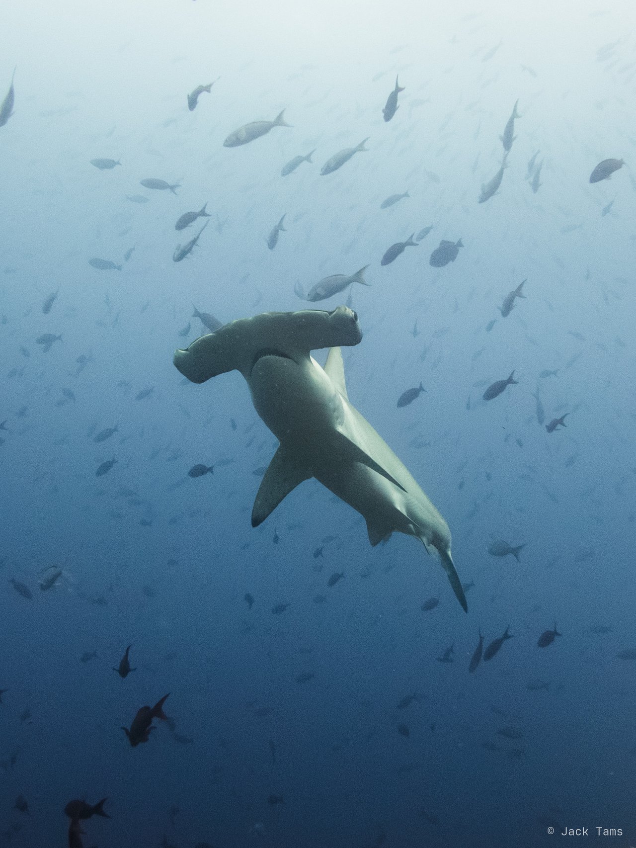 Hammerhead