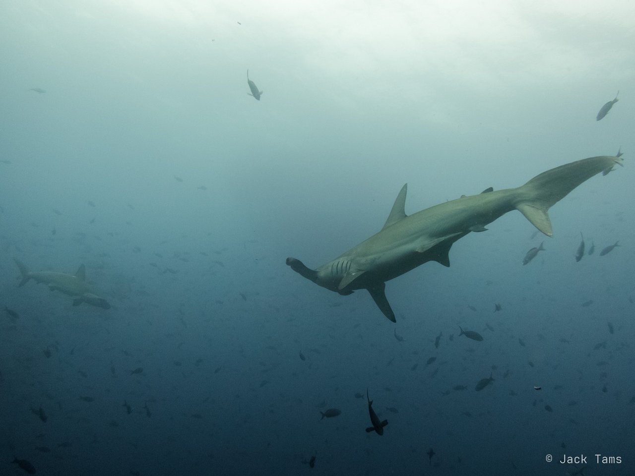 Hammerhead