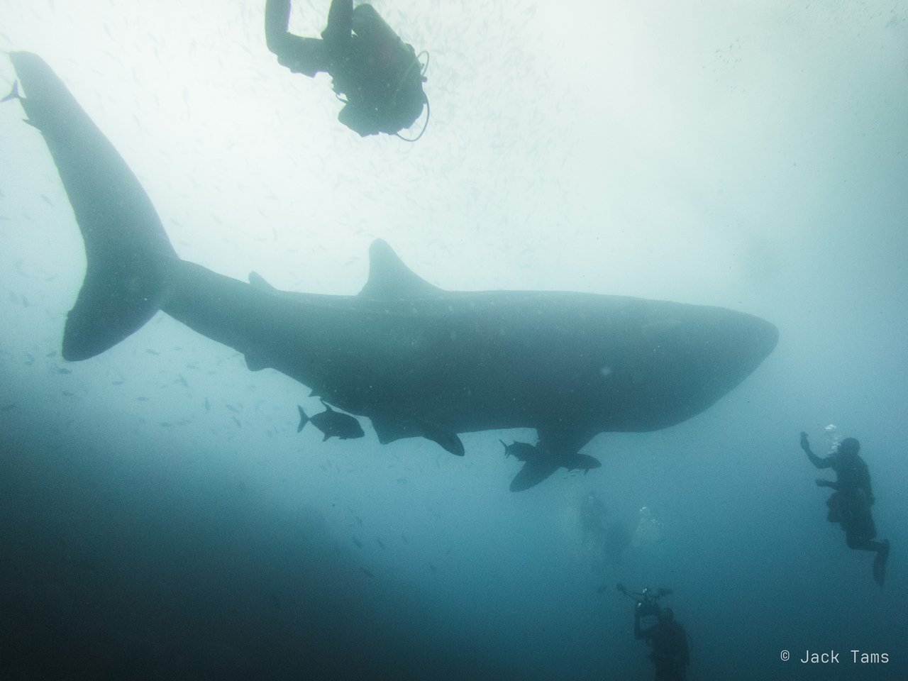 Whale shark