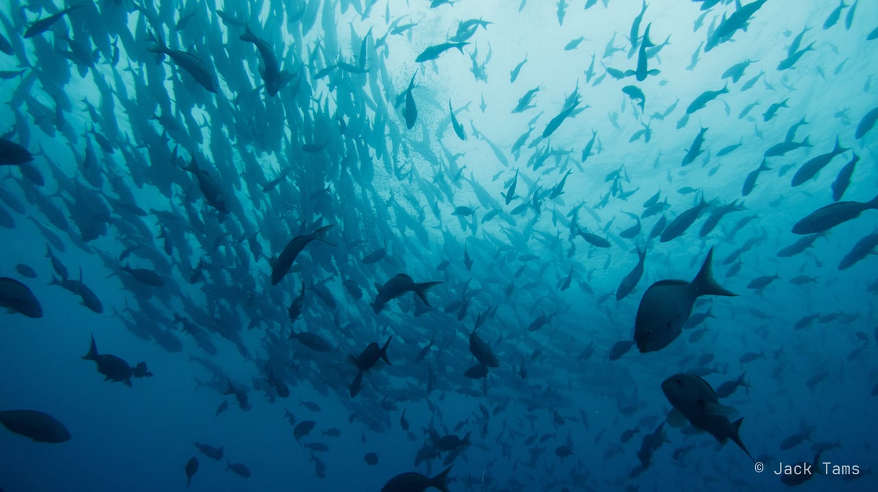 Schooling fish