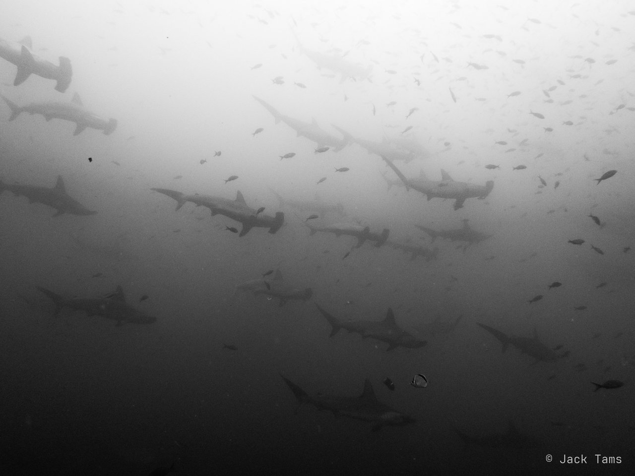 Hammerhead school