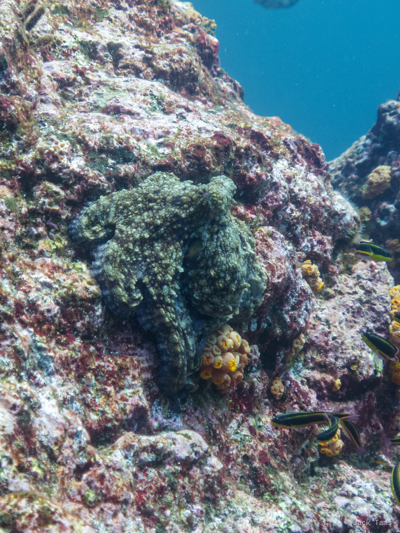 Octopus