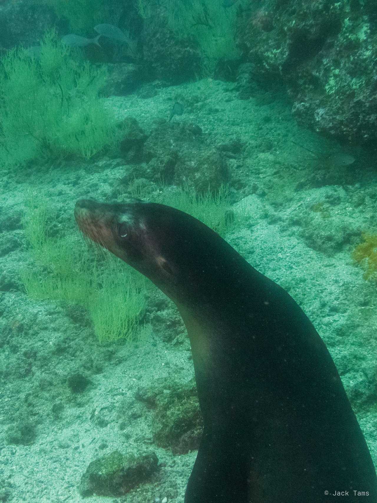 Sea lion