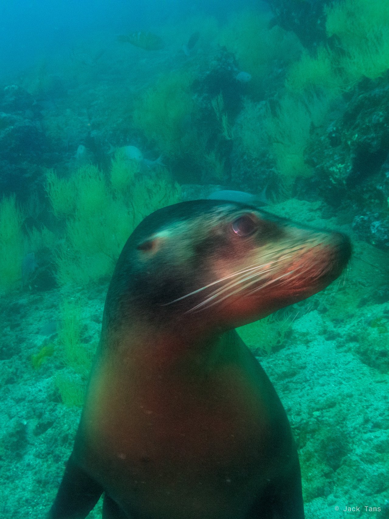 Sea lion