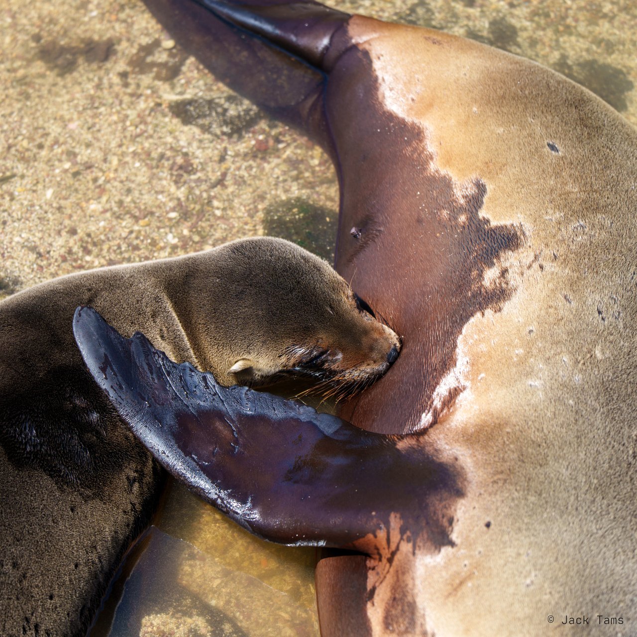 Sea lions