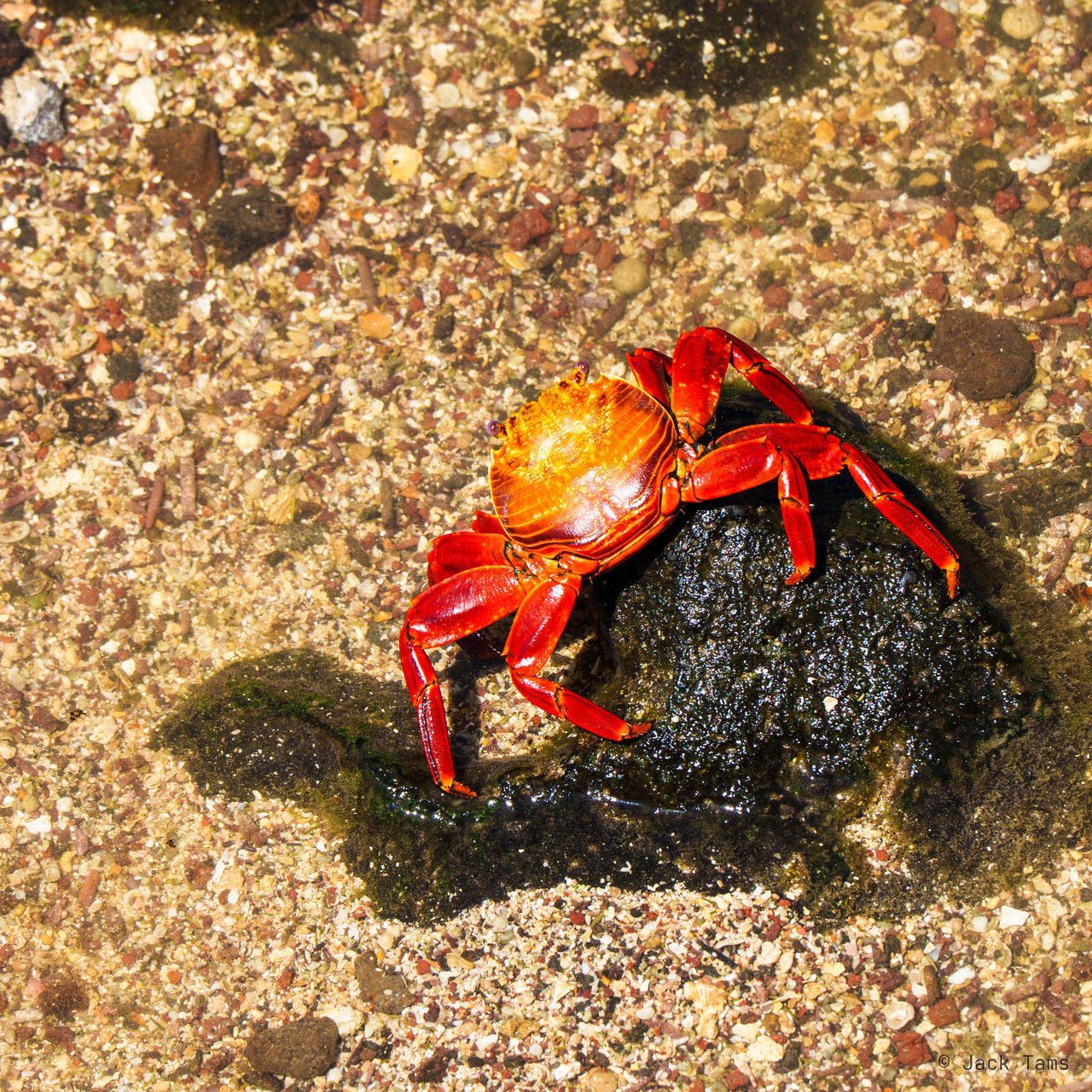 Sally Lightfoot crab