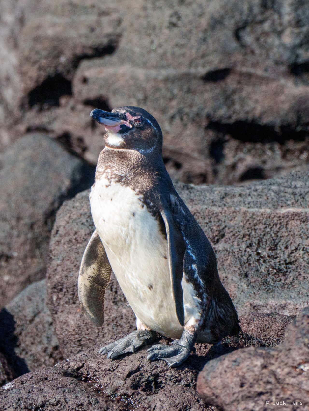 Galápagos penguin